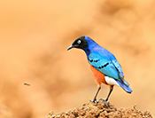 Sue Hsu's photo